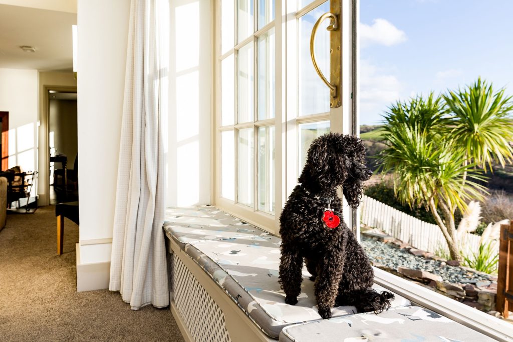UK pet friendly