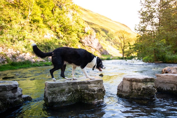 pet-friendly park